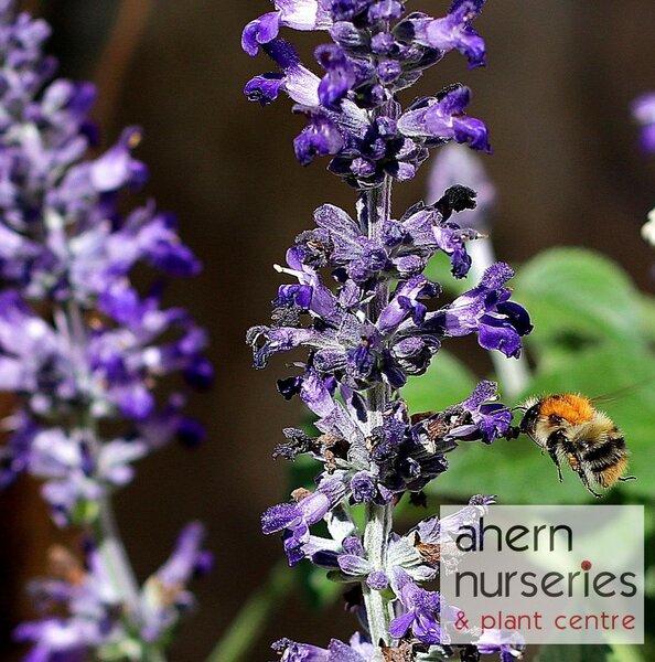 Ajuga Braunhertz - image 1