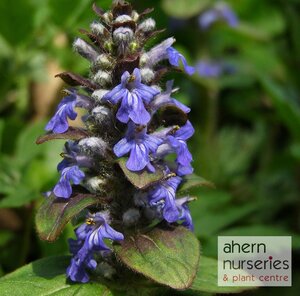 Ajuga Braunhertz - image 4