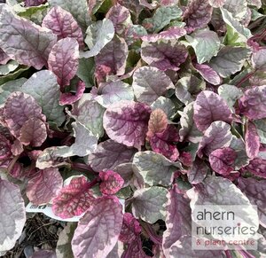 Ajuga Burgandy Glow - image 2