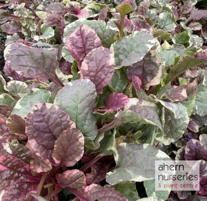 Ajuga Burgandy Glow - image 3