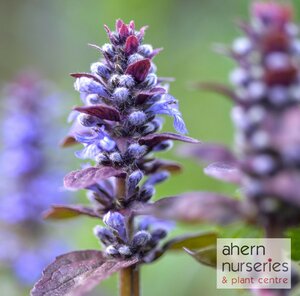 Ajuga Burgandy Glow - image 2