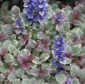 Ajuga Burgandy Glow - image 1