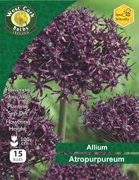 Allium atropurpureum 15 Bulbs