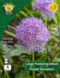 Allium Purple Sensation 6 Bulbs