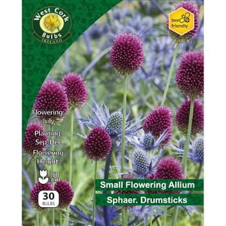 Allium Sphaerocephalon 30 Bulbs