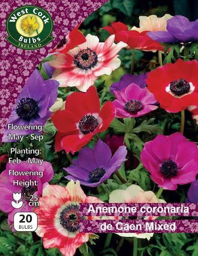 Anemone de Caen Mixed 20 Bulbs