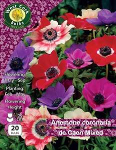 Anemone de Caen Mixed 20 Bulbs