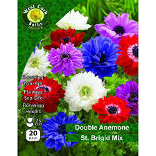 Anemone St. Brigid Mixed 20 Bulbs