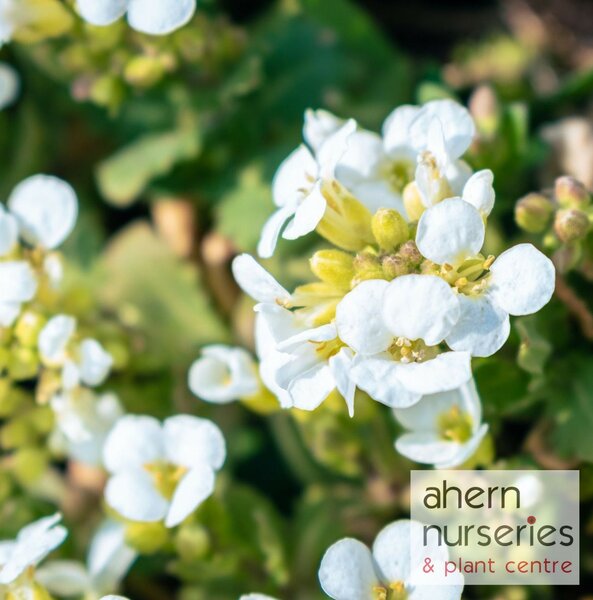 Arabis Snowball - image 2