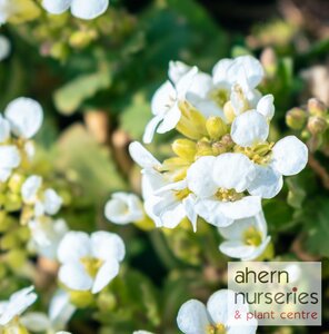 Arabis Snowball - image 2