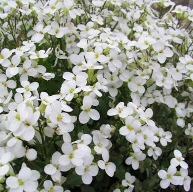 Arabis Snowball - image 3