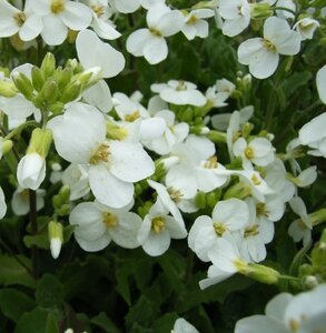 Arabis Snowball - image 1