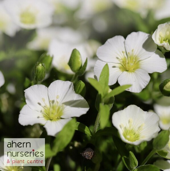 Arenaria montana - image 2