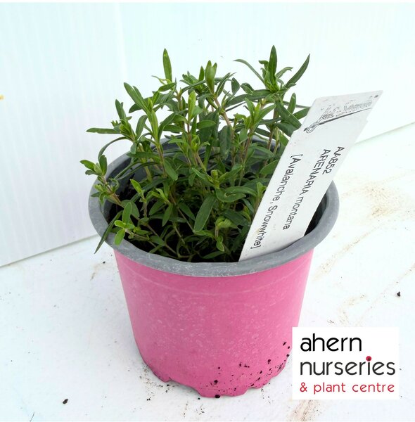 Arenaria montana - image 3