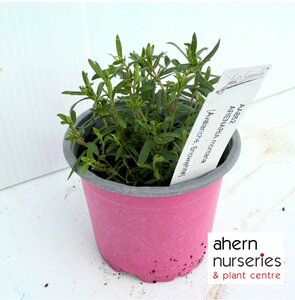 Arenaria montana - image 3