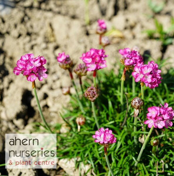 Armeria maritime Dusseldorf Pride - image 2