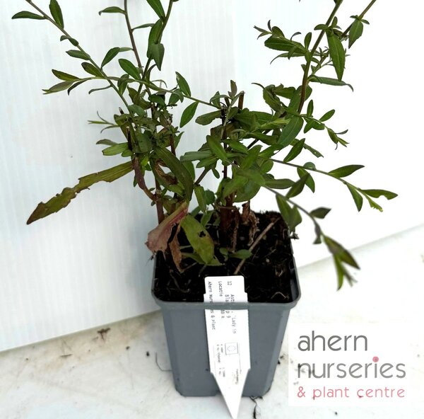 Aster Lady in Black - image 3