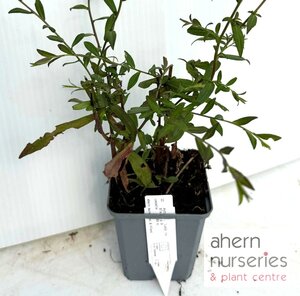Aster Lady in Black - image 3