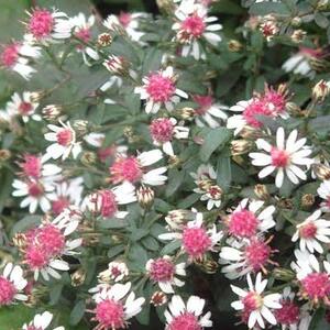 Aster Lady in Black - image 1