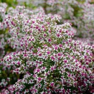 Aster Lady in Black - image 2