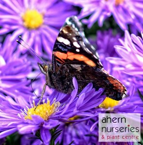 Aster Purple Dome - image 1