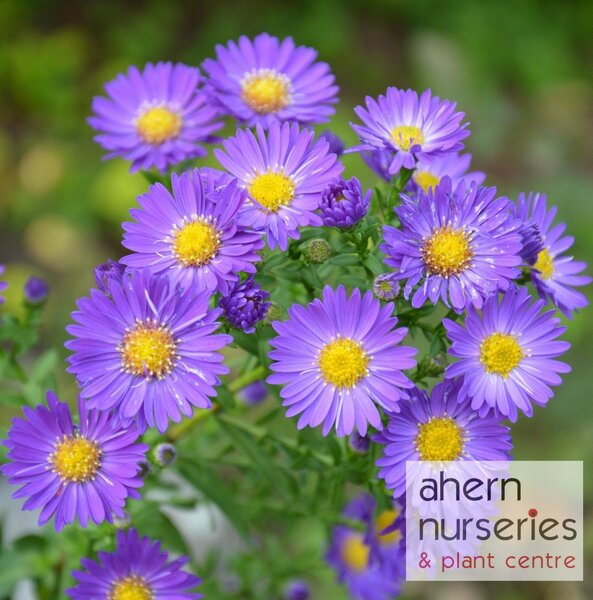 Aster Purple Dome - image 2