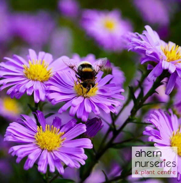 Aster Purple Dome - image 3