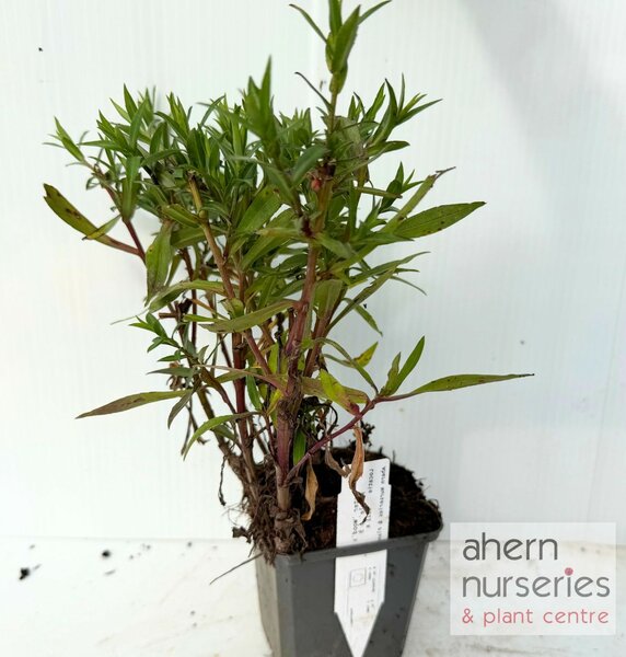 Aster Purple Dome - image 4