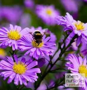 Aster Woods Purple - image 1