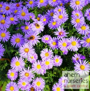 Aster Woods Purple - image 3