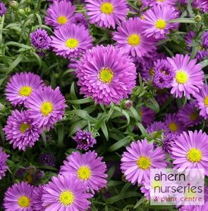Aster Woods Purple - image 2
