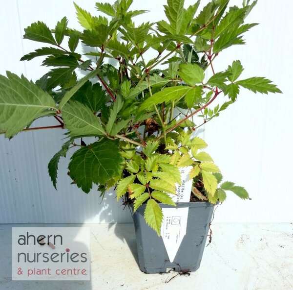Astilbe Bridal Veil - image 3