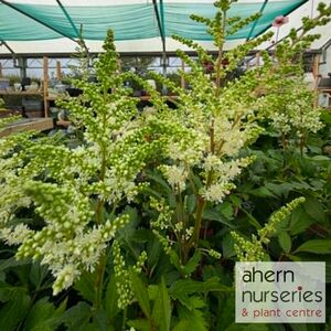 Astilbe Bridal Veil - image 1