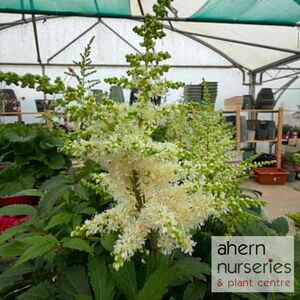 Astilbe Bridal Veil - image 2