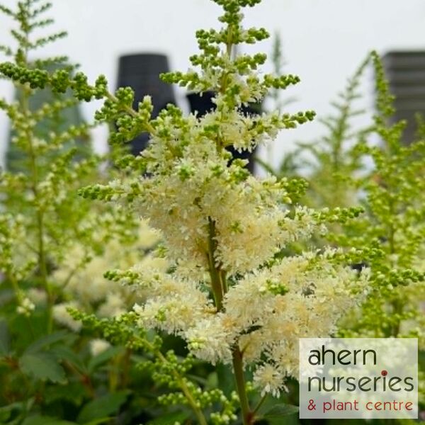 Astilbe Bridal Veil - image 3