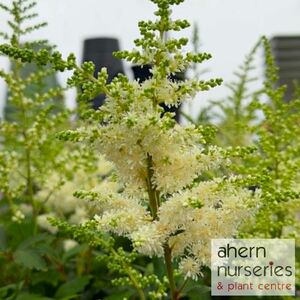 Astilbe Bridal Veil - image 3