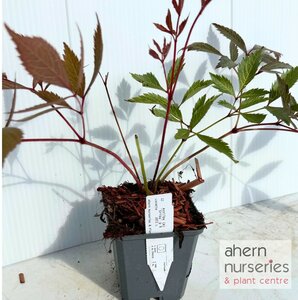 Astilbe Erika - image 3