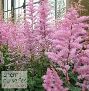 Astilbe Erika - image 1