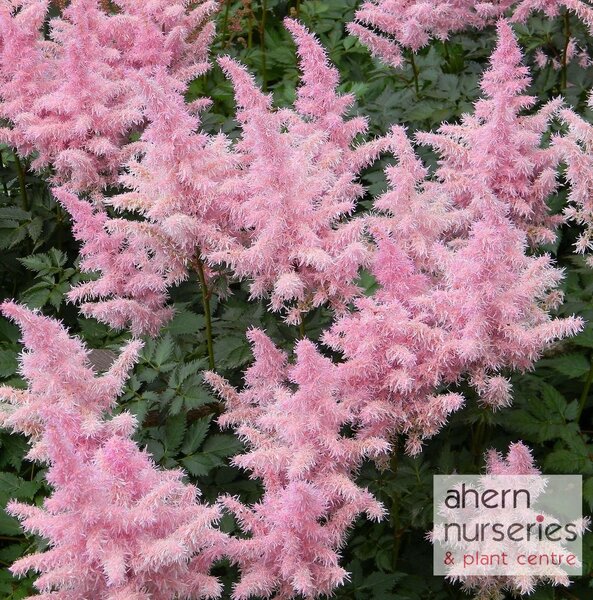 Astilbe Erika - image 2