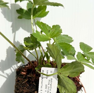 Astrantia Pink Pride - image 3