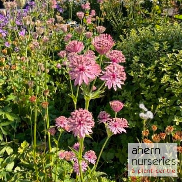 Astrantia Pink Pride - image 2