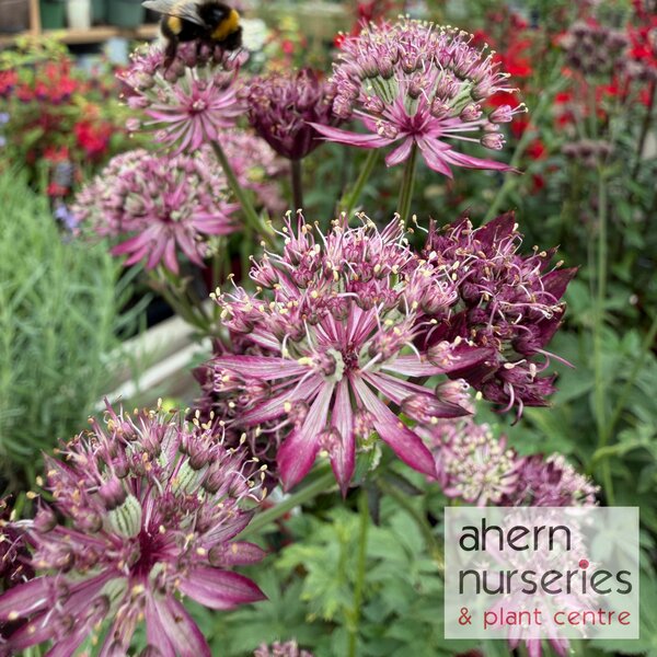 Astrantia Pink Pride - image 1