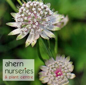 Astrantia Shaggy - image 2