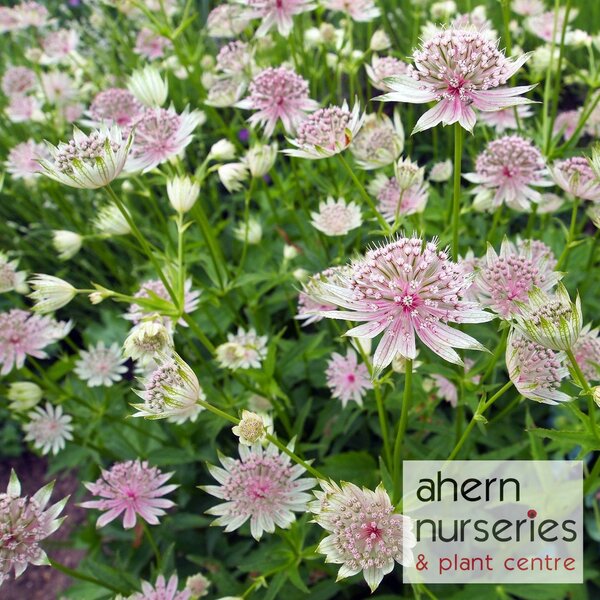 Astrantia Shaggy - image 1