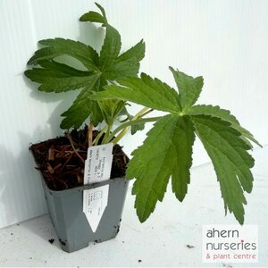 Astrantia Shaggy - image 3