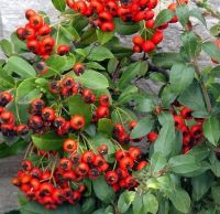 Bare Root Hedging