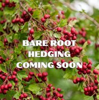 Bare Root Hedging