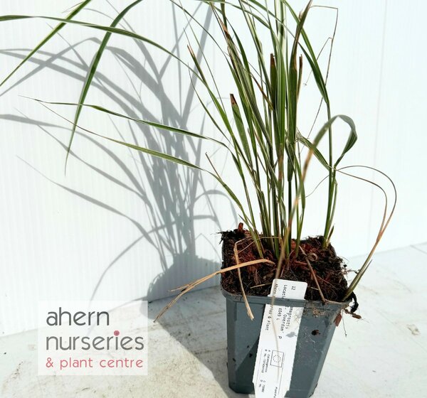 Calamagrostis Overdam - image 2