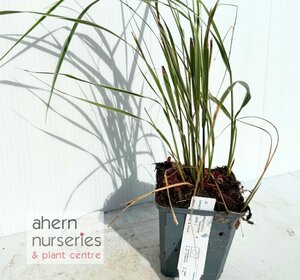 Calamagrostis Overdam - image 2