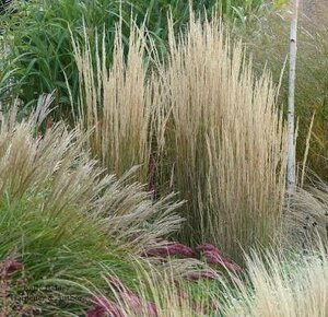 Calamagrostis Overdam